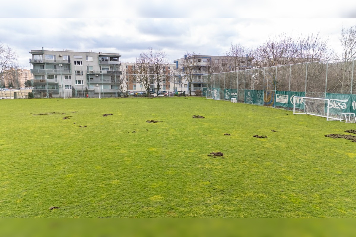 FOTO: Nové Mesto nad Váhom rieši problém s diviakmi, foto 9