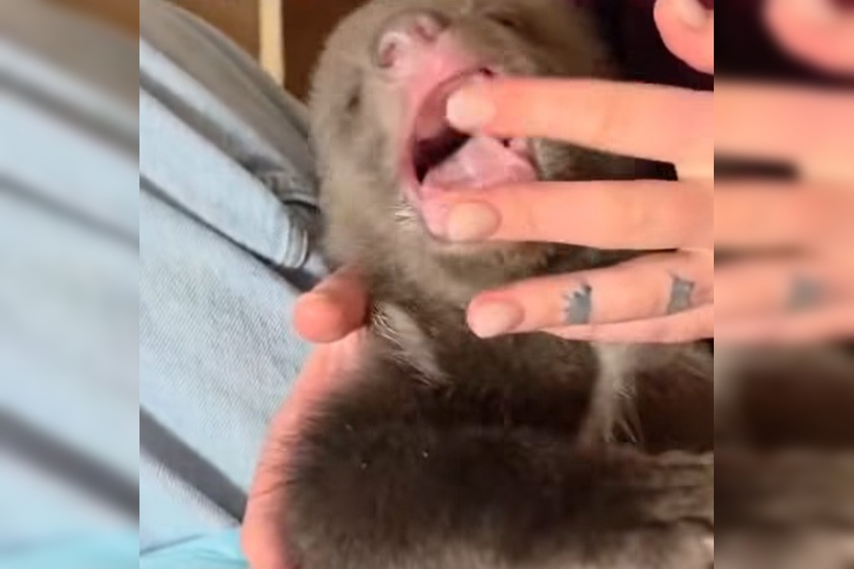 FOTO: Medvieďatá už otvorili oči a dokonca im vyrástli prvé zuby , foto 1