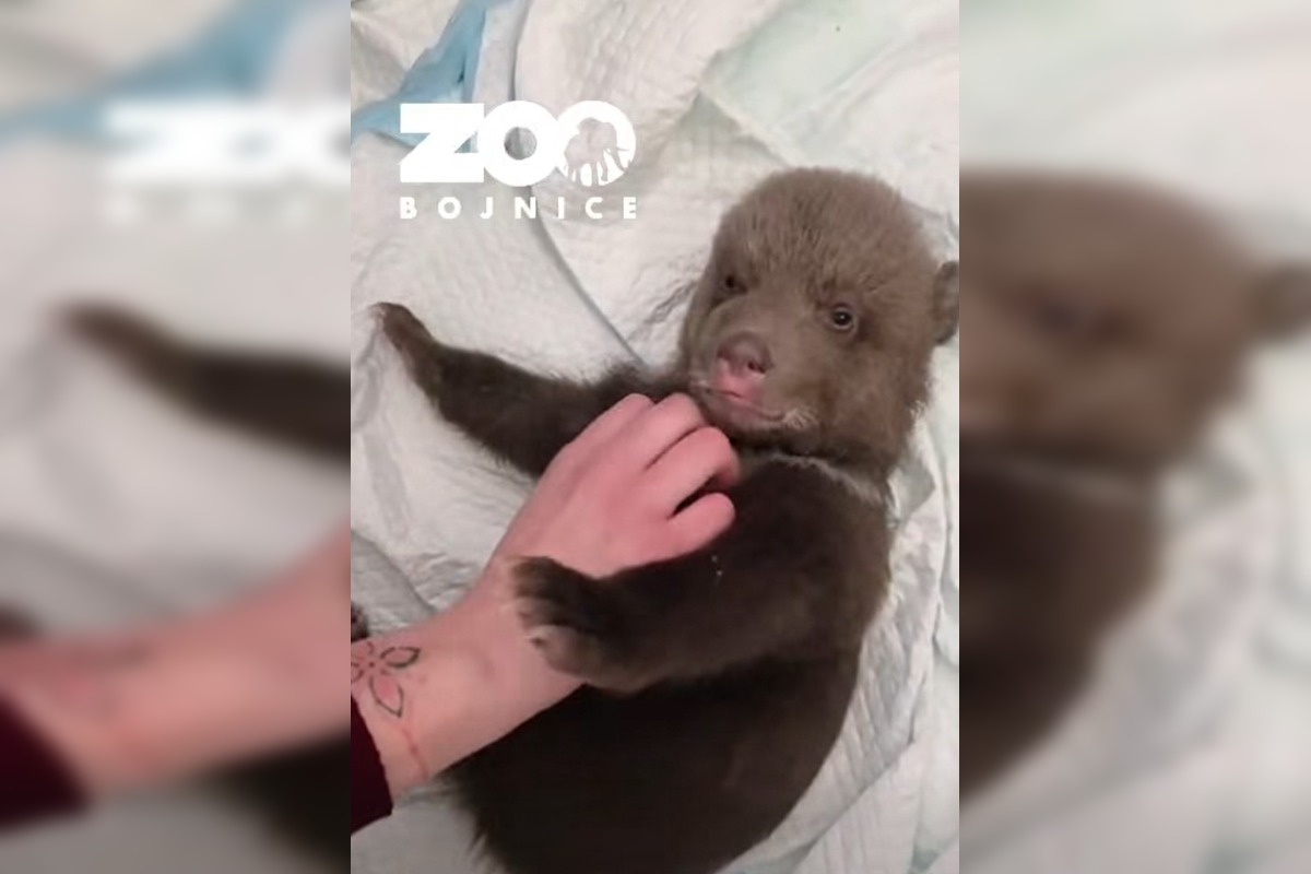 FOTO: Medvieďatá už otvorili oči a dokonca im vyrástli prvé zuby , foto 2