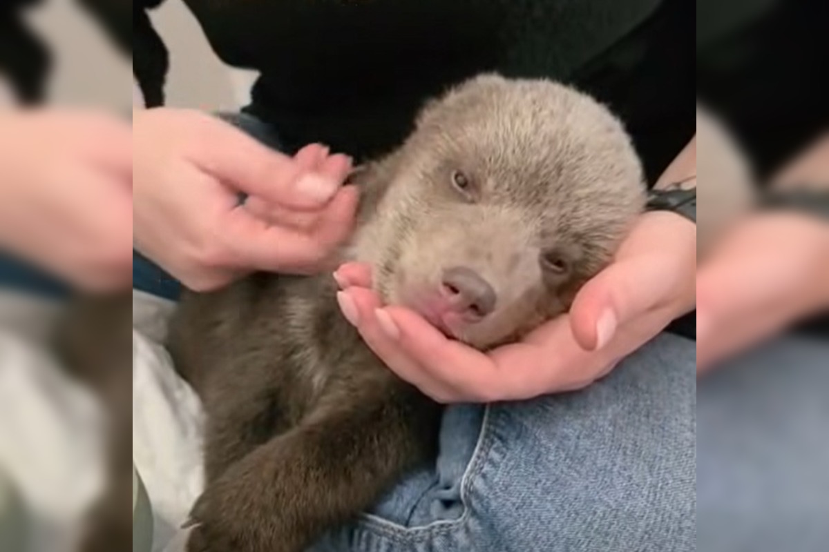 FOTO: Medvieďatá už otvorili oči a dokonca im vyrástli prvé zuby , foto 3