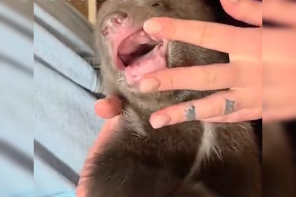 FOTO: Medvieďatá už otvorili oči a dokonca im vyrástli prvé zuby , foto 4