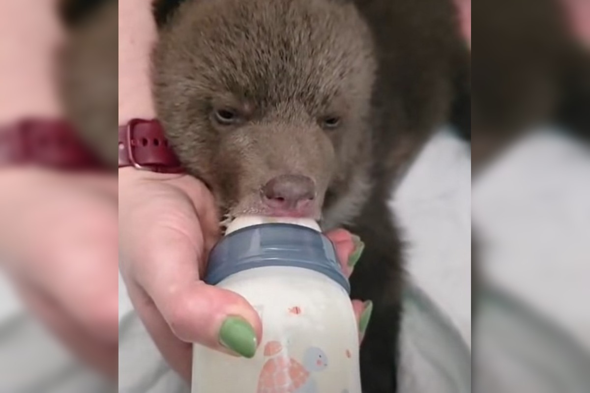 FOTO: Medvieďatá už otvorili oči a dokonca im vyrástli prvé zuby , foto 5