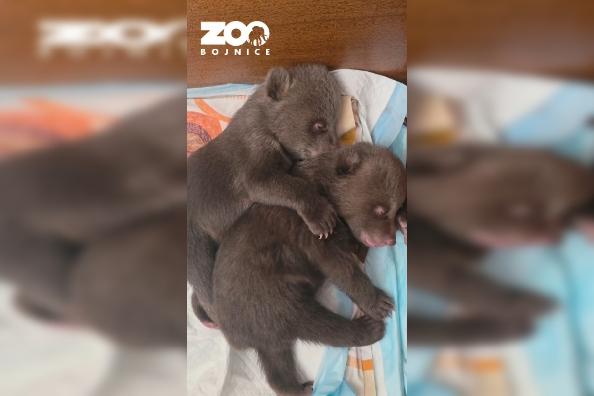 FOTO: Medvieďatá už otvorili oči a dokonca im vyrástli prvé zuby , foto 6