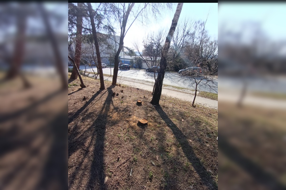 FOTO: Obyvatelia aj firmy nelegálne poškodili verejnú zeleň, prípadmi sa zaoberá enviropolícia , foto 4