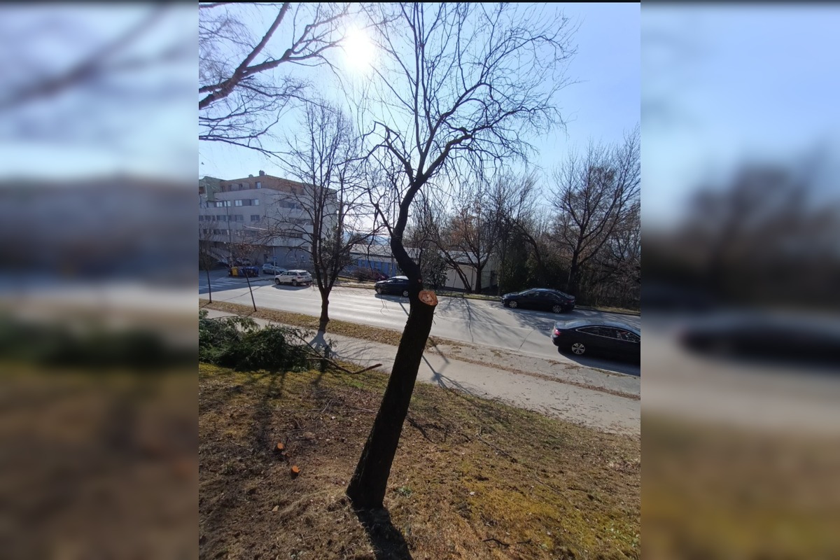 FOTO: Obyvatelia aj firmy nelegálne poškodili verejnú zeleň, prípadmi sa zaoberá enviropolícia , foto 5