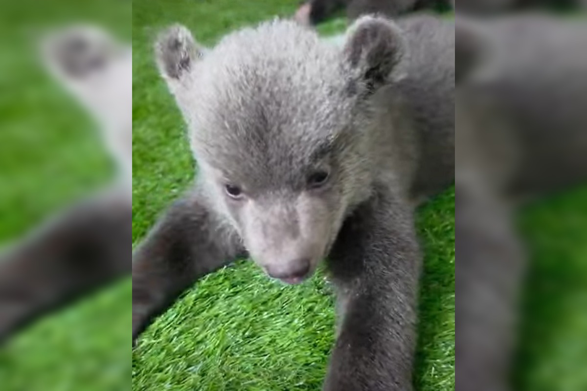 FOTO: Medvedice robia pokroky, učia sa chodiť, rastú im zuby a vyžadujú stále viac aktivít , foto 1