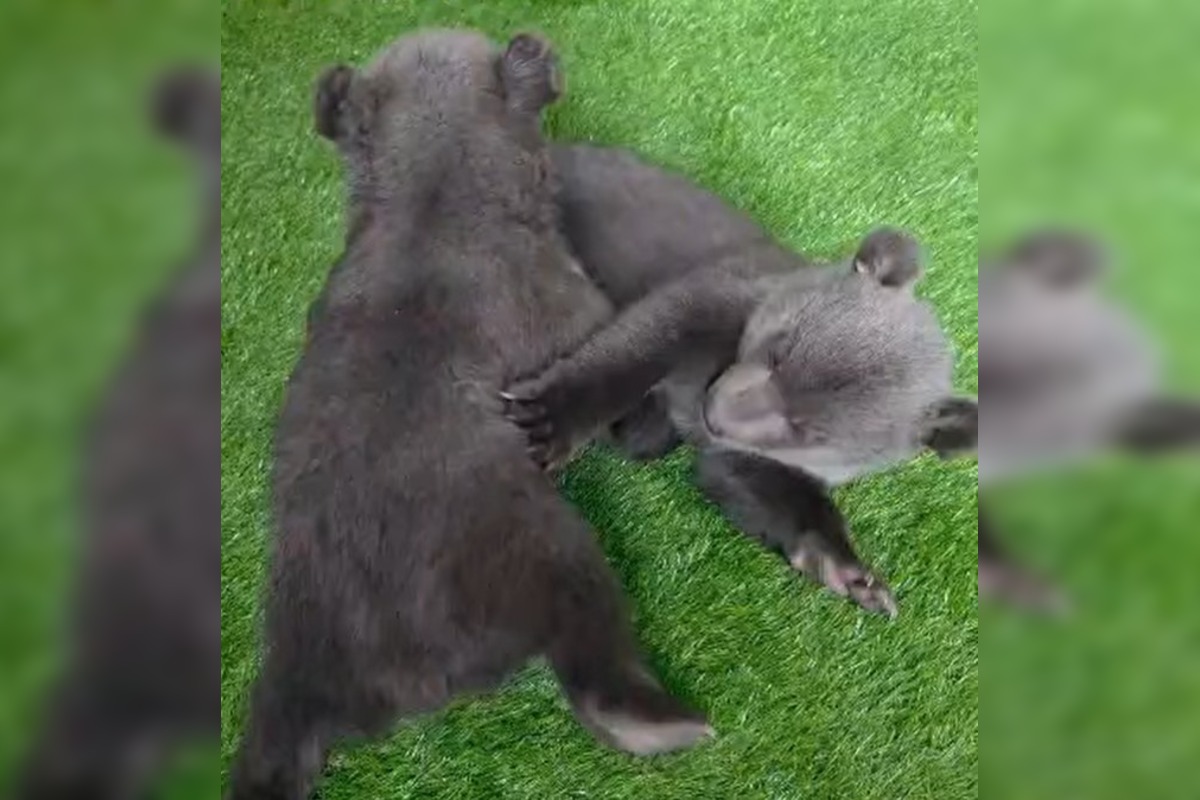 FOTO: Medvedice robia pokroky, učia sa chodiť, rastú im zuby a vyžadujú stále viac aktivít , foto 2