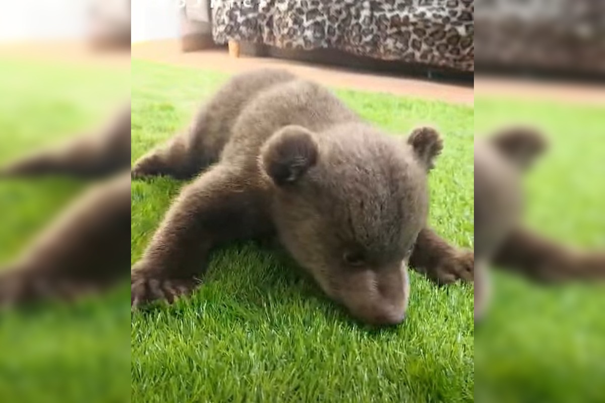 FOTO: Medvedice robia pokroky, učia sa chodiť, rastú im zuby a vyžadujú stále viac aktivít , foto 3