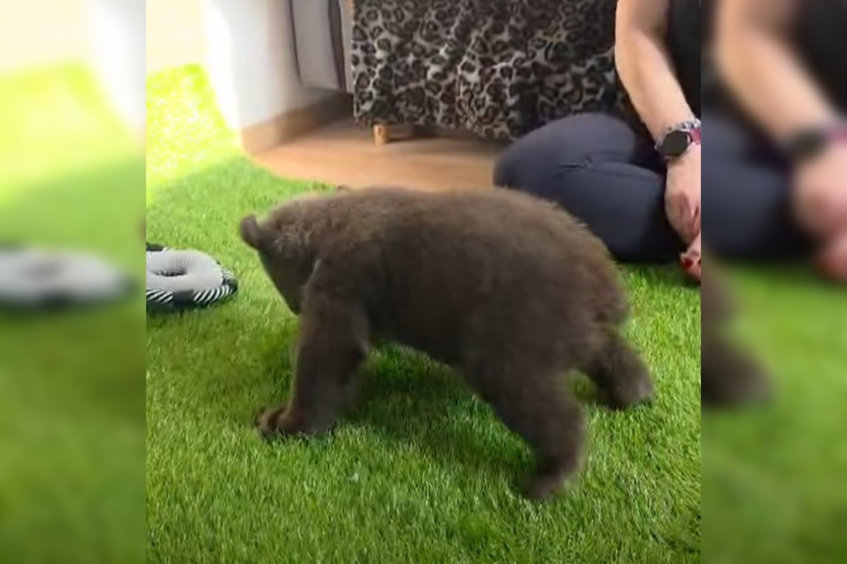 FOTO: Medvedice robia pokroky, učia sa chodiť, rastú im zuby a vyžadujú stále viac aktivít , foto 4
