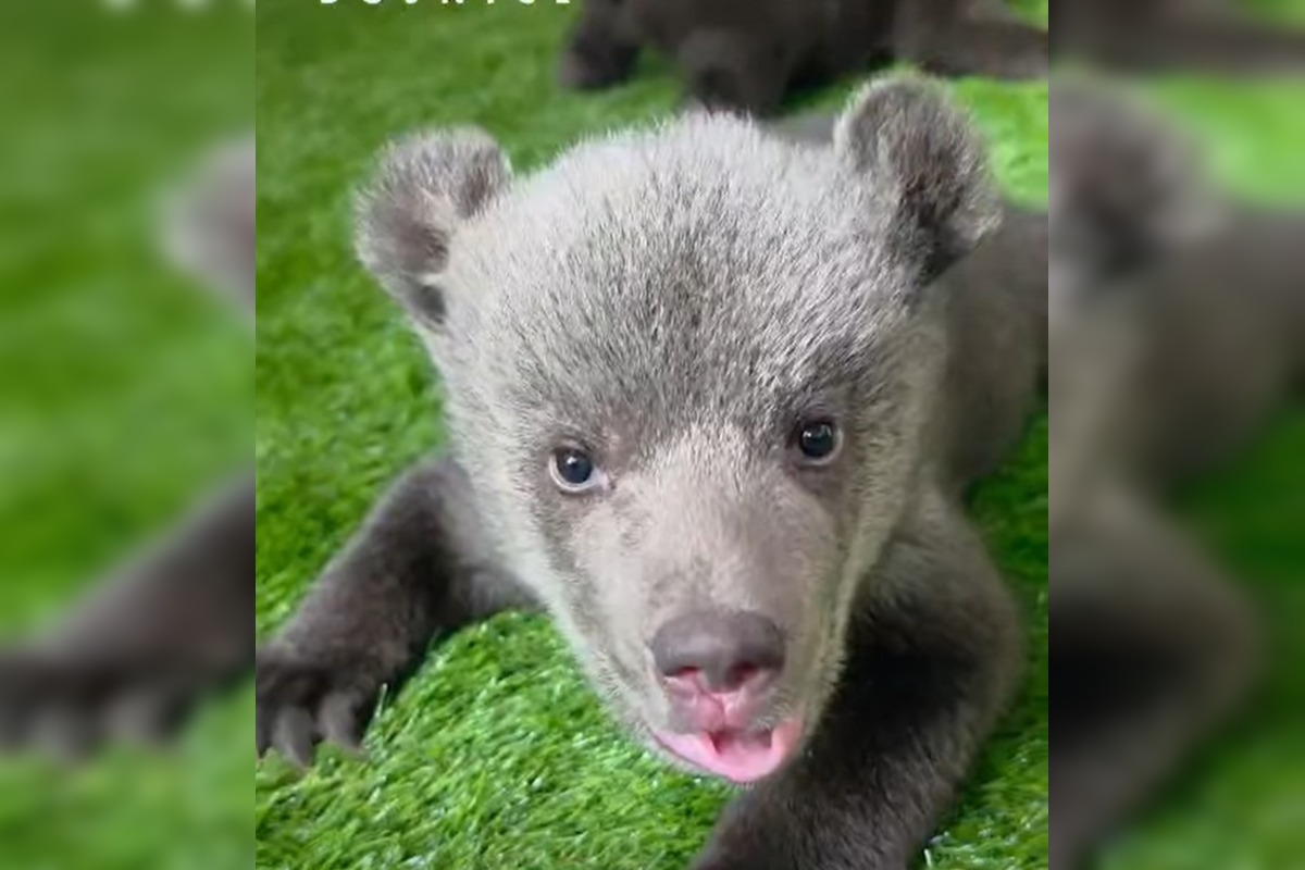 FOTO: Medvedice robia pokroky, učia sa chodiť, rastú im zuby a vyžadujú stále viac aktivít , foto 5
