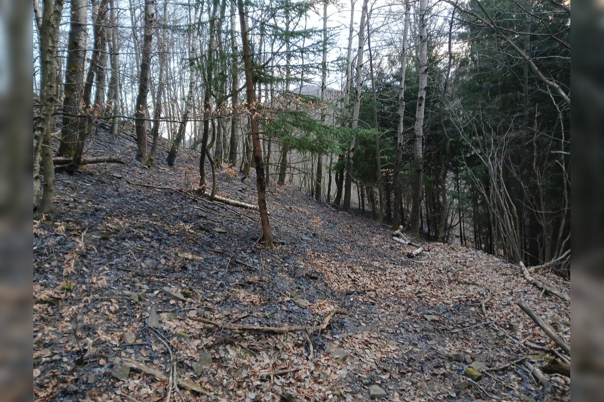 FOTO: Požiar lesa pri Dolnej Maríkovej zamestnal desiatky hasičov, foto 5