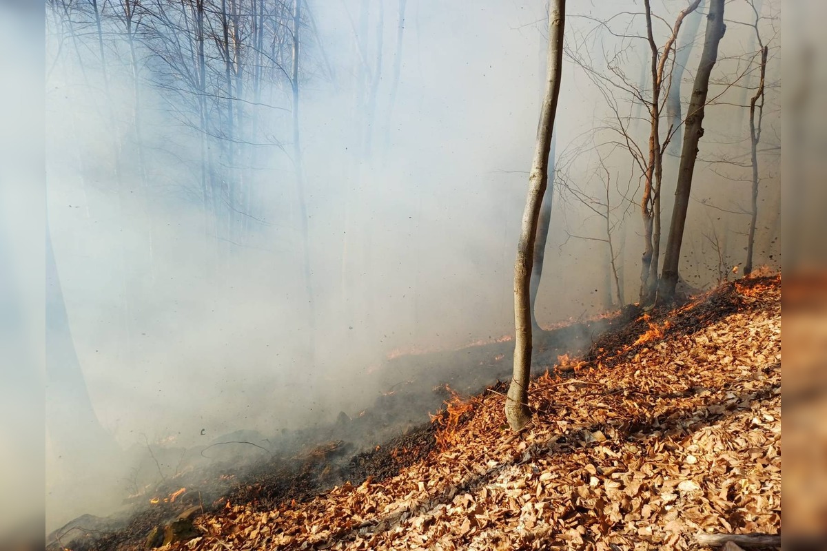 FOTO: Požiar lesa pri Dolnej Maríkovej zamestnal desiatky hasičov, foto 2