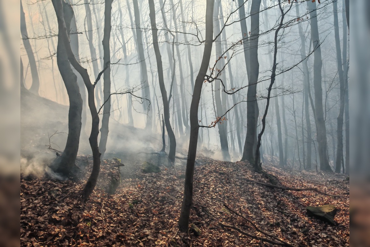 FOTO: Požiar lesa pri Dolnej Maríkovej zamestnal desiatky hasičov, foto 3