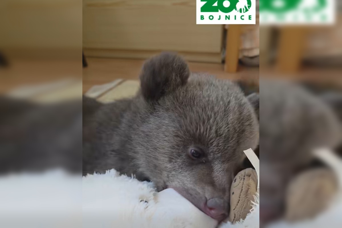 FOTO: Ľudia nerešpektujú, že malé medvedice v bojnickej Zoo , nie sú atrakcia, ošetrovateľom sa vyhrážajú a nadávajú , foto 1