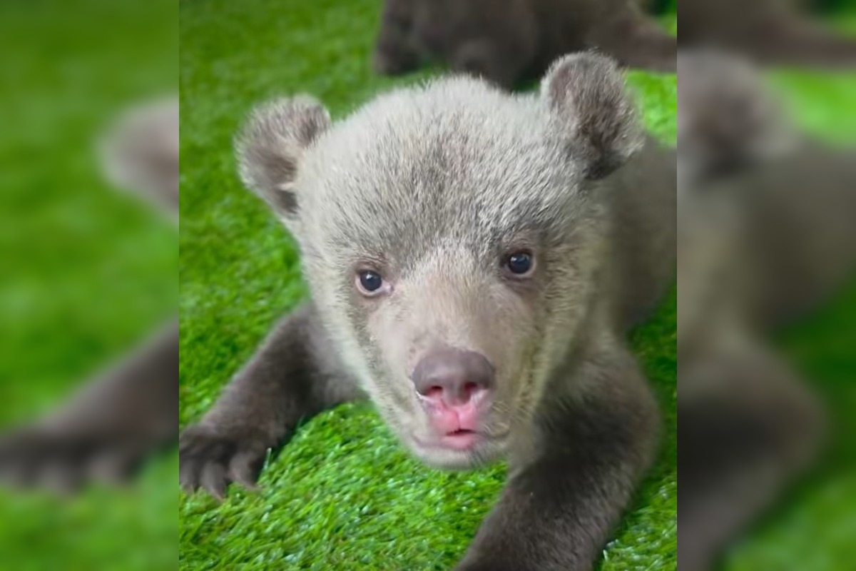 FOTO: Ľudia nerešpektujú, že malé medvedice v bojnickej Zoo , nie sú atrakcia, ošetrovateľom sa vyhrážajú a nadávajú , foto 2