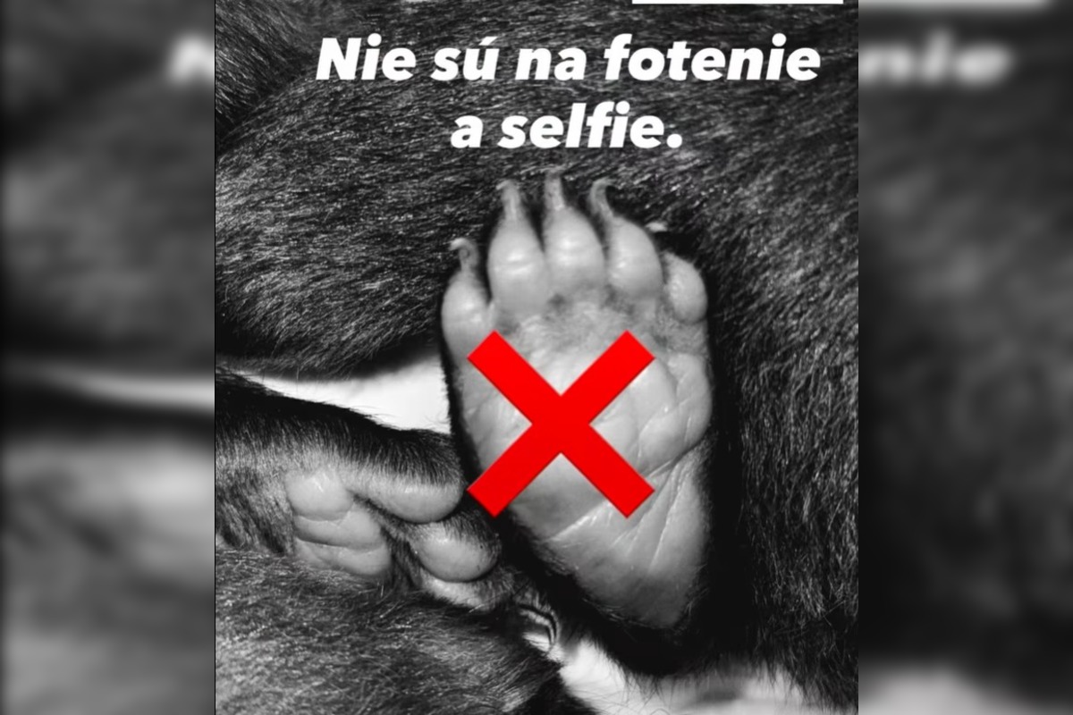 FOTO: Ľudia nerešpektujú, že malé medvedice v bojnickej Zoo , nie sú atrakcia, ošetrovateľom sa vyhrážajú a nadávajú , foto 3