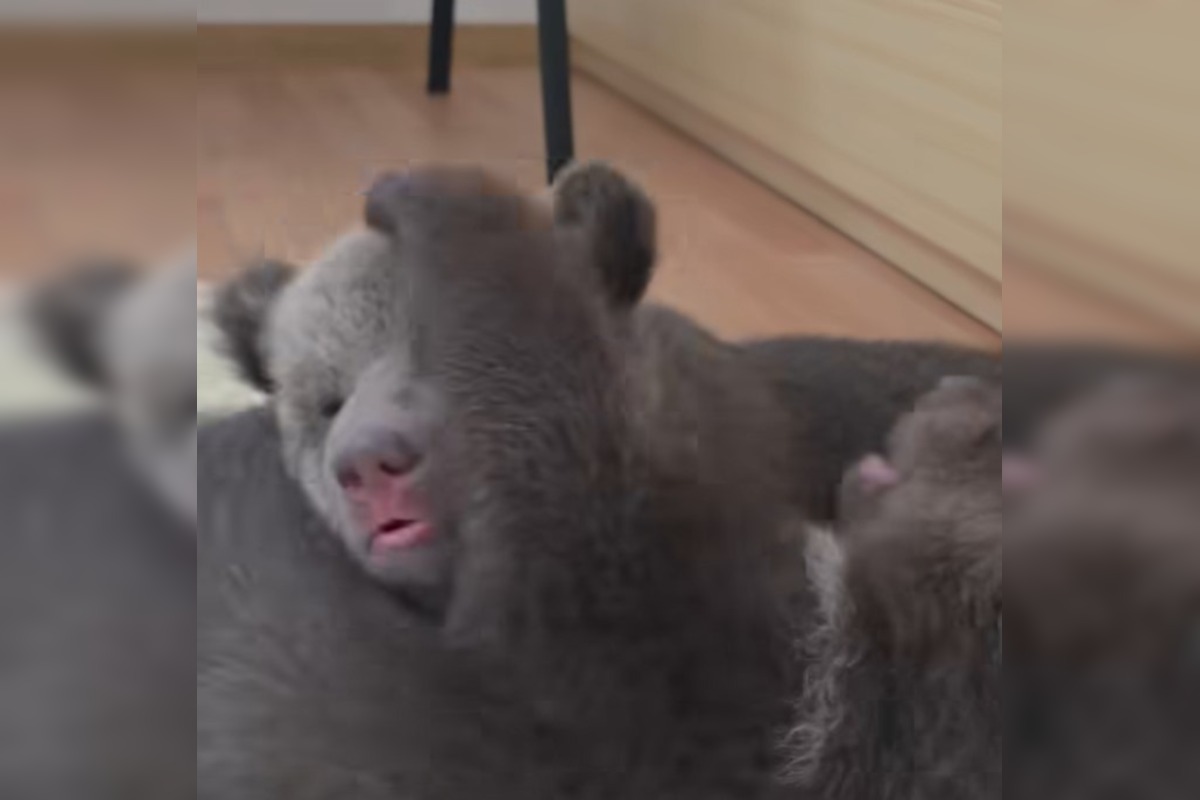 FOTO: Ľudia nerešpektujú, že malé medvedice v bojnickej Zoo , nie sú atrakcia, ošetrovateľom sa vyhrážajú a nadávajú , foto 4