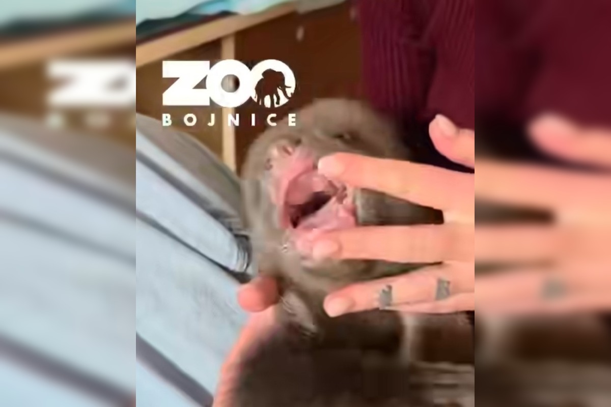 FOTO: Ľudia nerešpektujú, že malé medvedice v bojnickej Zoo , nie sú atrakcia, ošetrovateľom sa vyhrážajú a nadávajú , foto 5