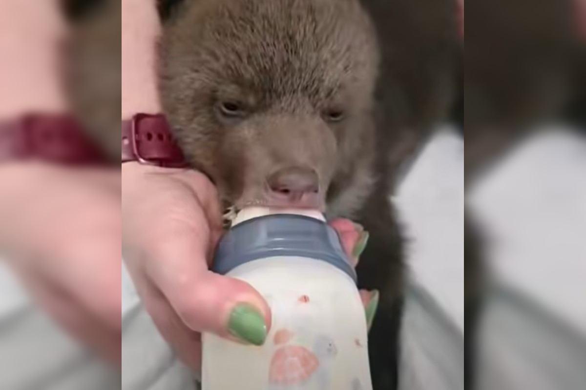 FOTO: Ľudia nerešpektujú, že malé medvedice v bojnickej Zoo , nie sú atrakcia, ošetrovateľom sa vyhrážajú a nadávajú , foto 6