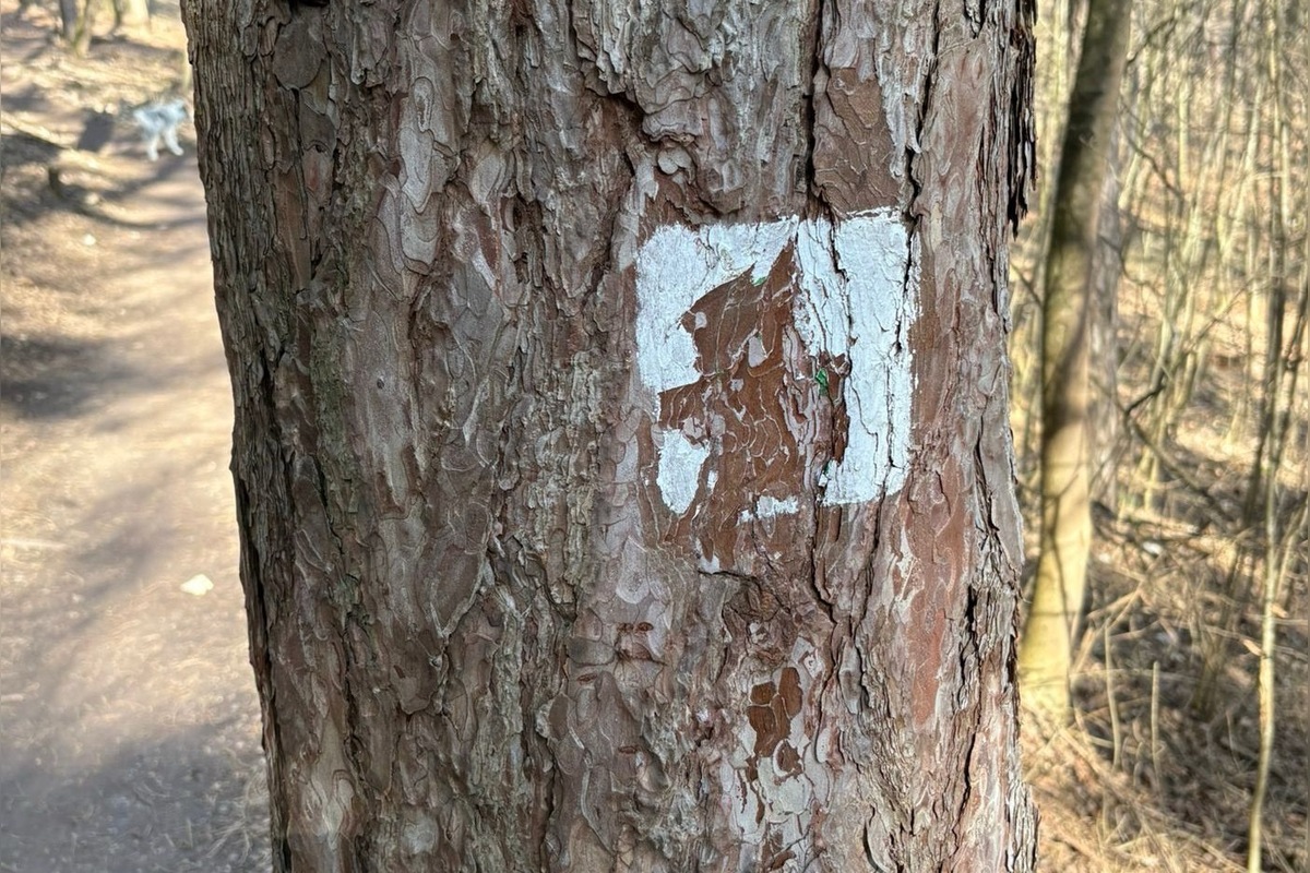 FOTO: Lesopark Brezina čelí vandalom, foto 1