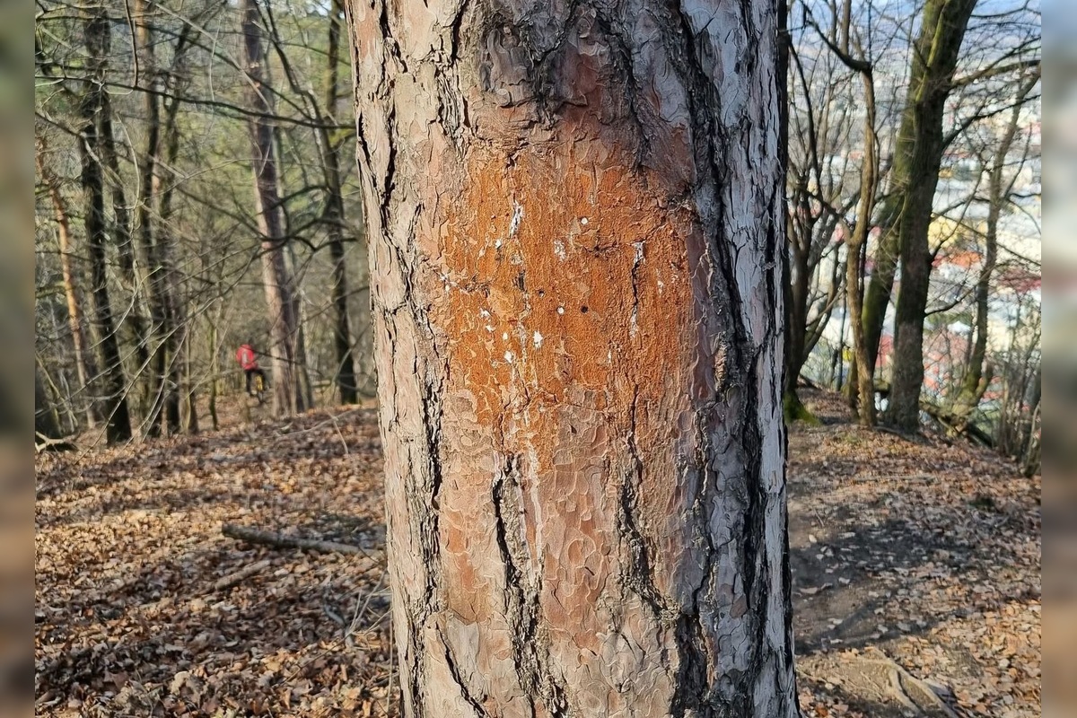 FOTO: Lesopark Brezina čelí vandalom, foto 3