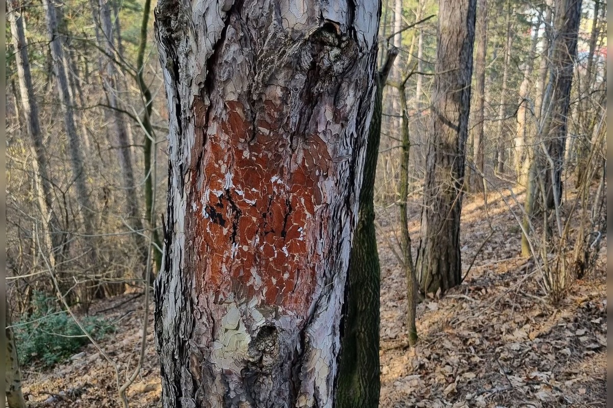 FOTO: Lesopark Brezina čelí vandalom, foto 4