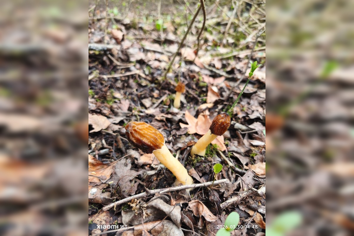 FOTO: Lesy v Trenčíne a okolí sa prebúdajú, foto 1