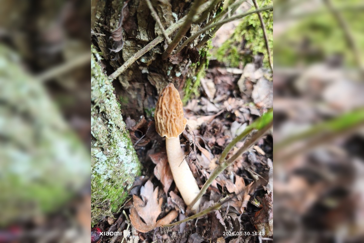 FOTO: Lesy v Trenčíne a okolí sa prebúdajú, foto 2