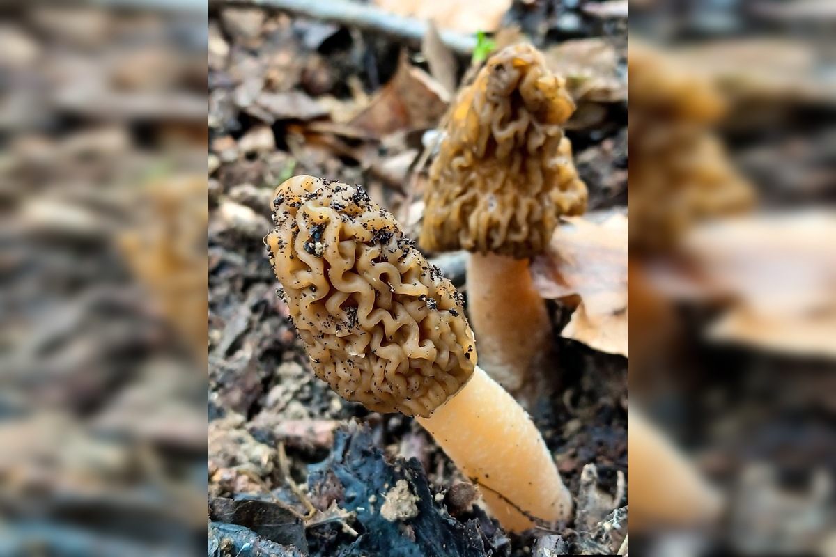 FOTO: Lesy v Trenčíne a okolí sa prebúdajú, foto 4