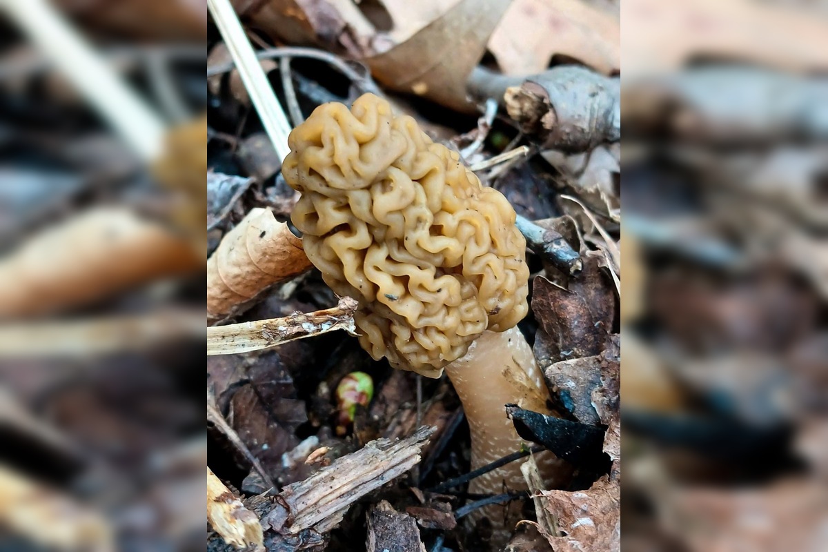 FOTO: Lesy v Trenčíne a okolí sa prebúdajú, foto 5