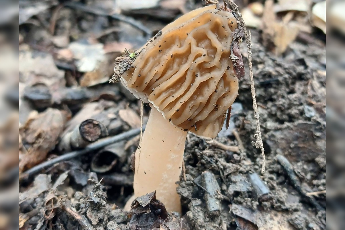 FOTO: Lesy v Trenčíne a okolí sa prebúdajú, foto 7