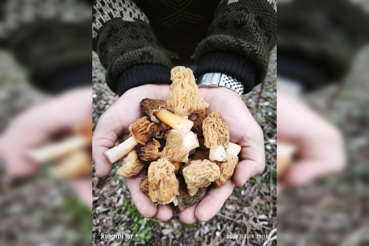 FOTO: Lesy v Trenčíne a okolí sa prebúdajú, foto 8