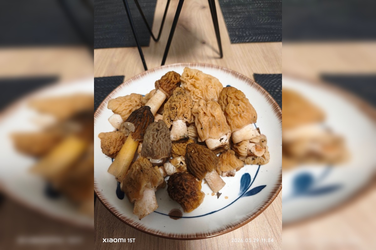 FOTO: Lesy v Trenčíne a okolí sa prebúdajú, foto 9