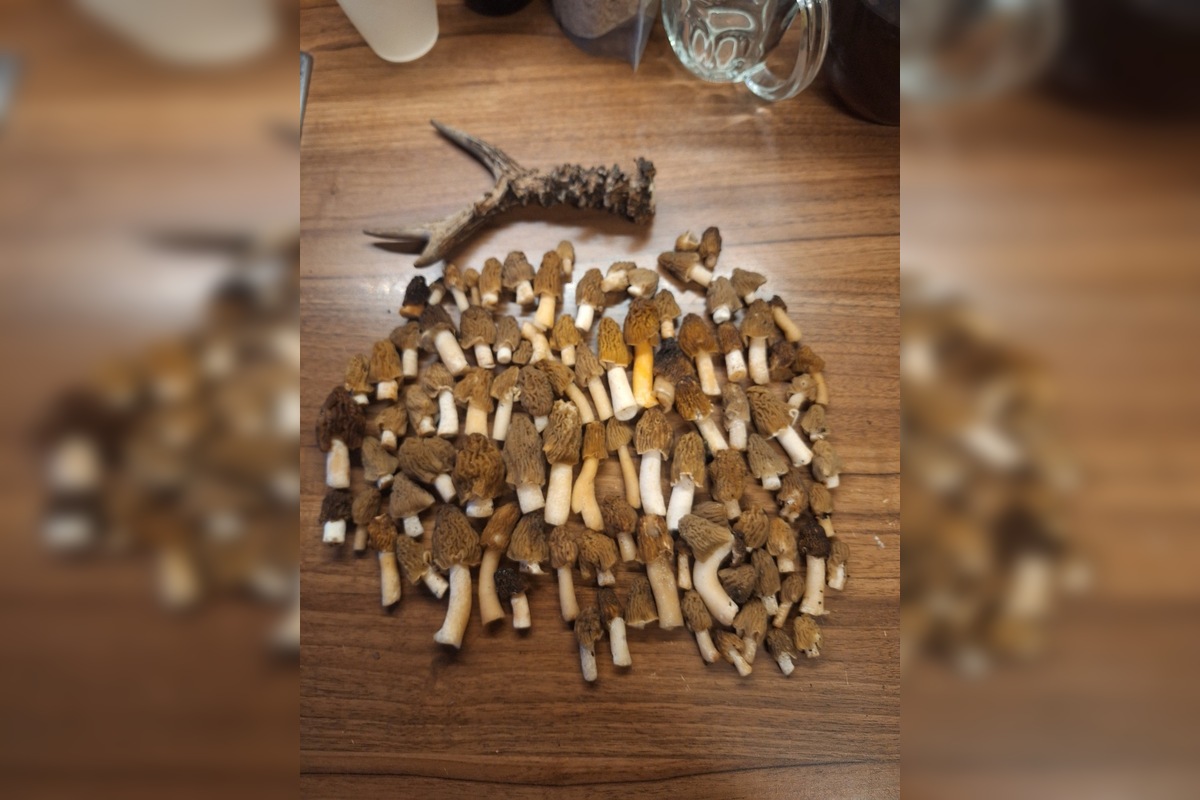 FOTO: Lesy v Trenčíne a okolí sa prebúdajú, foto 10