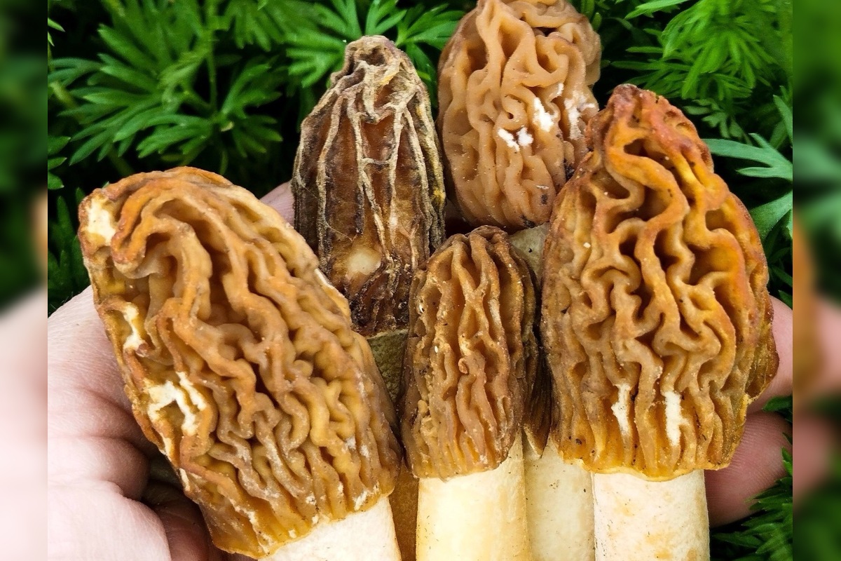 FOTO: Lesy v Trenčíne a okolí sa prebúdajú, foto 11