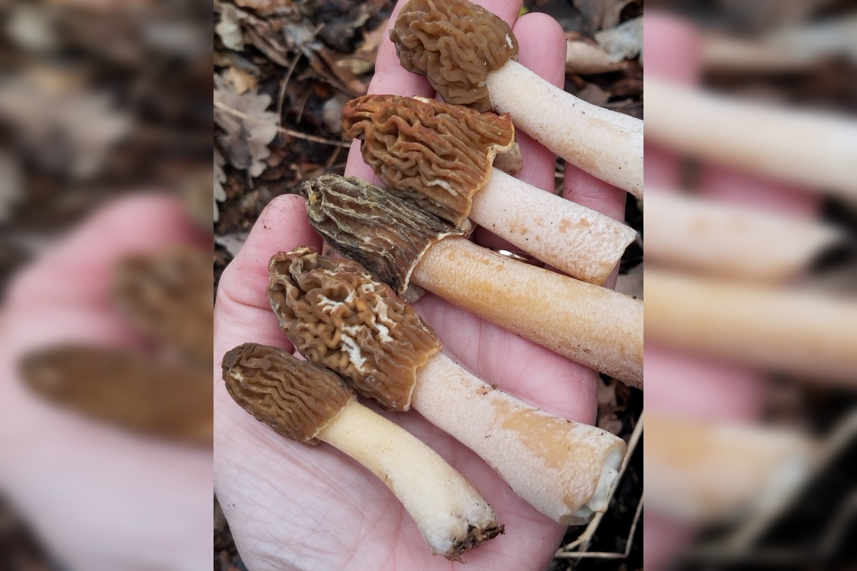 FOTO: Lesy v Trenčíne a okolí sa prebúdajú, foto 12