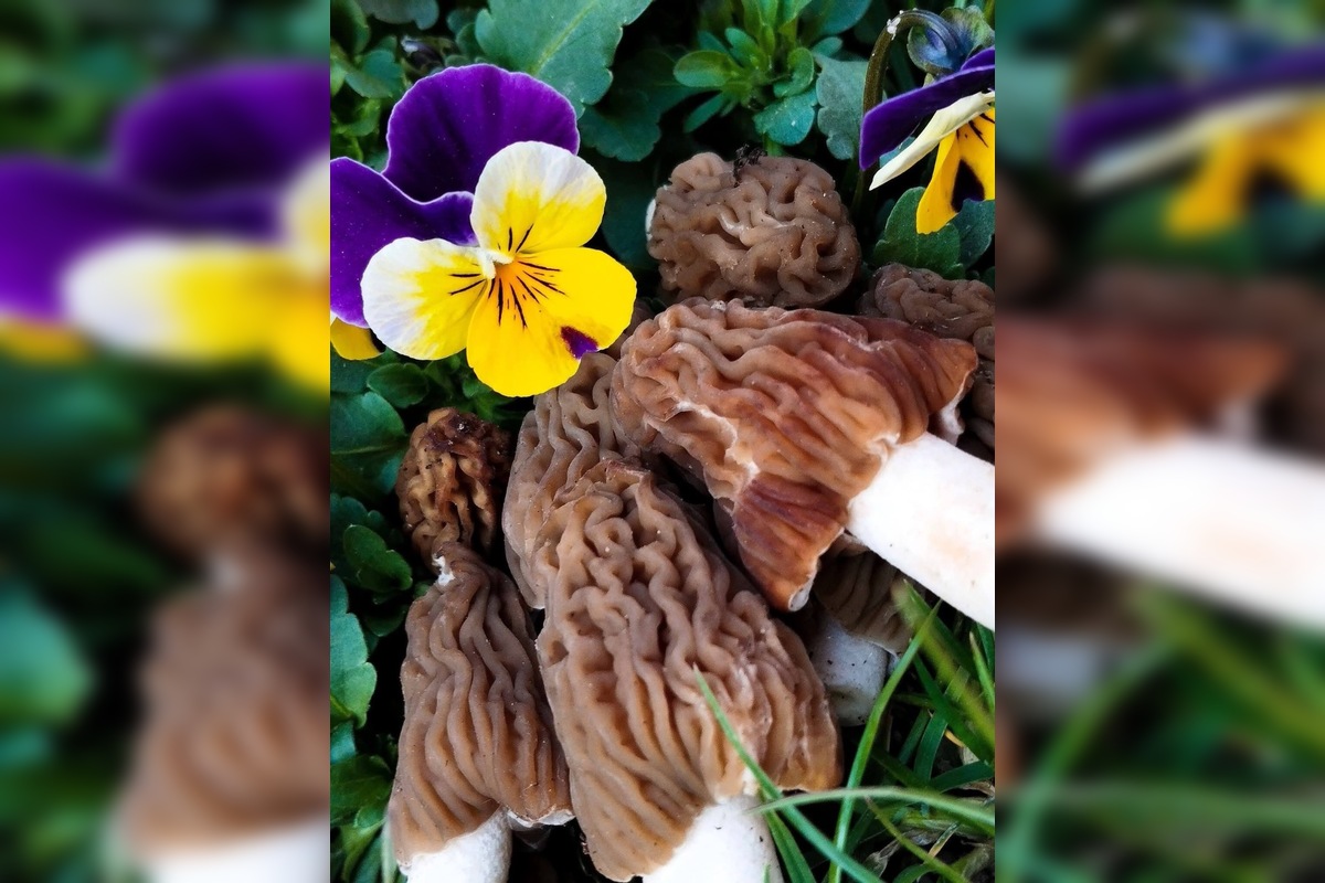 FOTO: Lesy v Trenčíne a okolí sa prebúdajú, foto 13