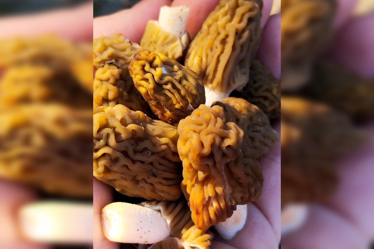 FOTO: Lesy v Trenčíne a okolí sa prebúdajú, foto 14