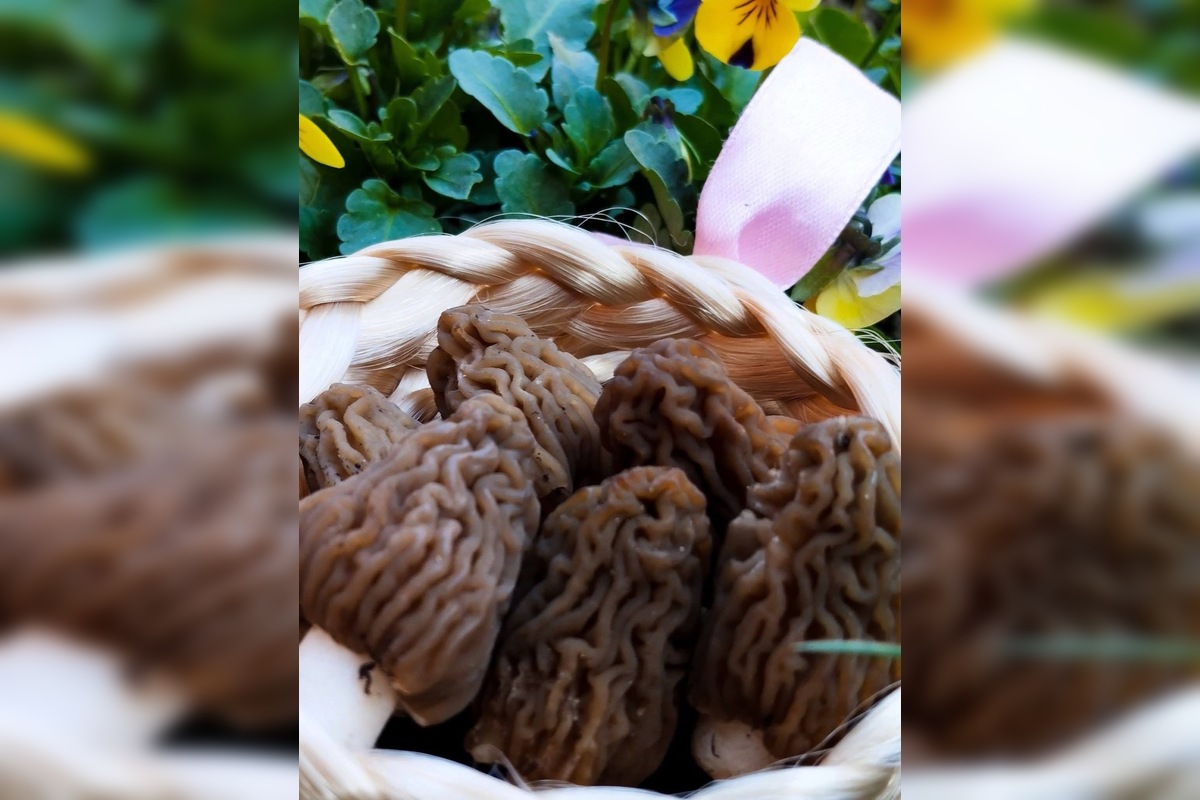 FOTO: Lesy v Trenčíne a okolí sa prebúdajú, foto 15