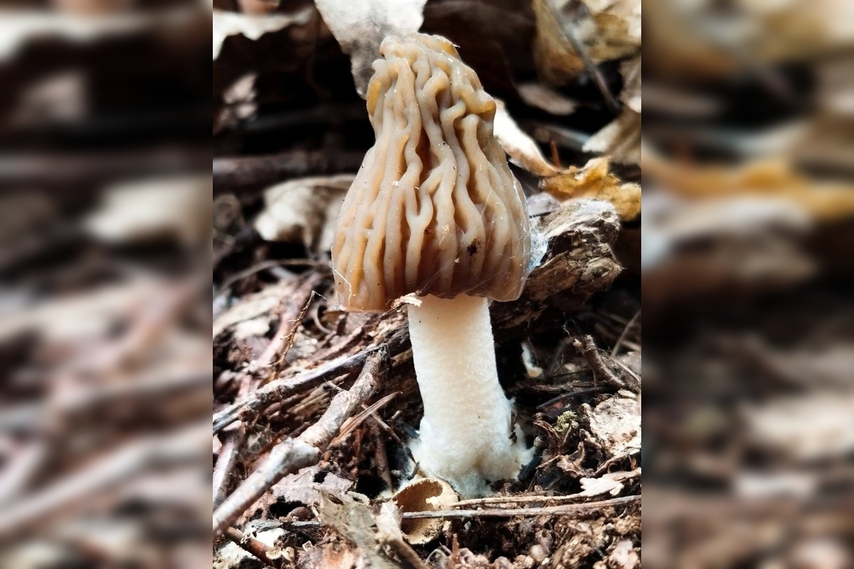 FOTO: Lesy v Trenčíne a okolí sa prebúdajú, foto 16