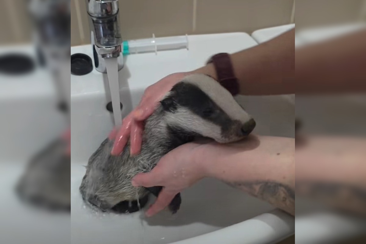 FOTO: Jazvec potreboval kúpeľ predpísaný od veterinára , foto 1