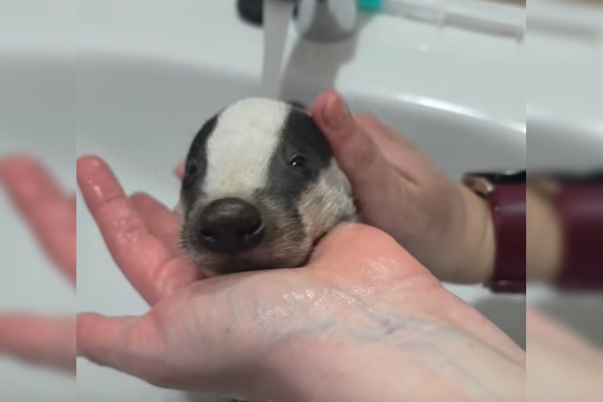 FOTO: Jazvec potreboval kúpeľ predpísaný od veterinára , foto 2