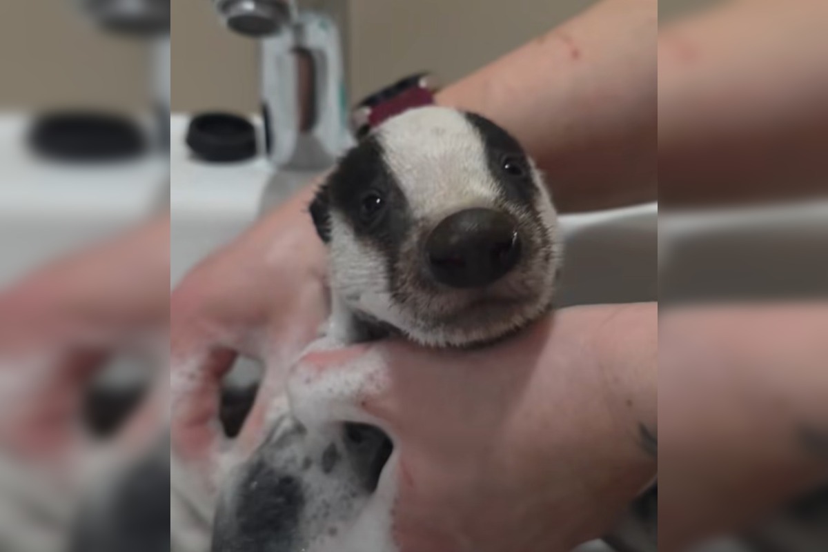 FOTO: Jazvec potreboval kúpeľ predpísaný od veterinára , foto 3