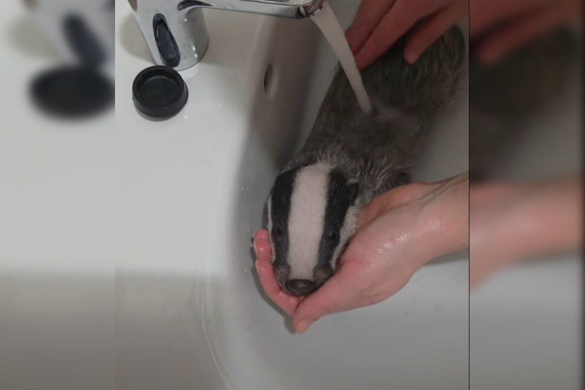 FOTO: Jazvec potreboval kúpeľ predpísaný od veterinára , foto 4