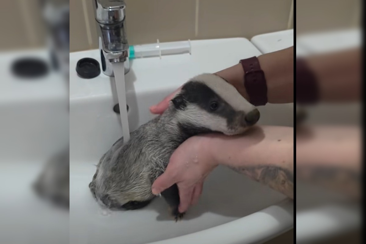 FOTO: Jazvec potreboval kúpeľ predpísaný od veterinára , foto 6