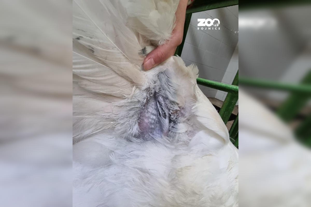 FOTO: Zoo Bojnice vypustila späť do prírody unikátnu labuť , foto 1
