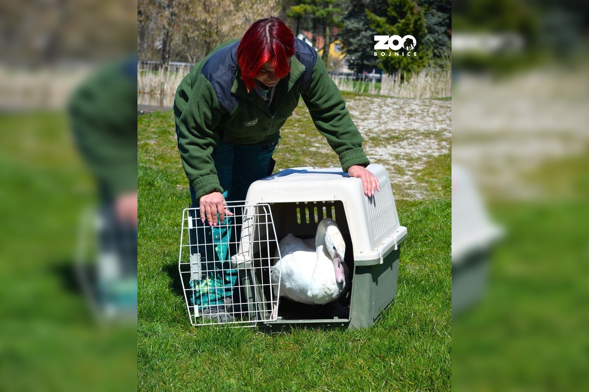 FOTO: Zoo Bojnice vypustila späť do prírody unikátnu labuť , foto 2