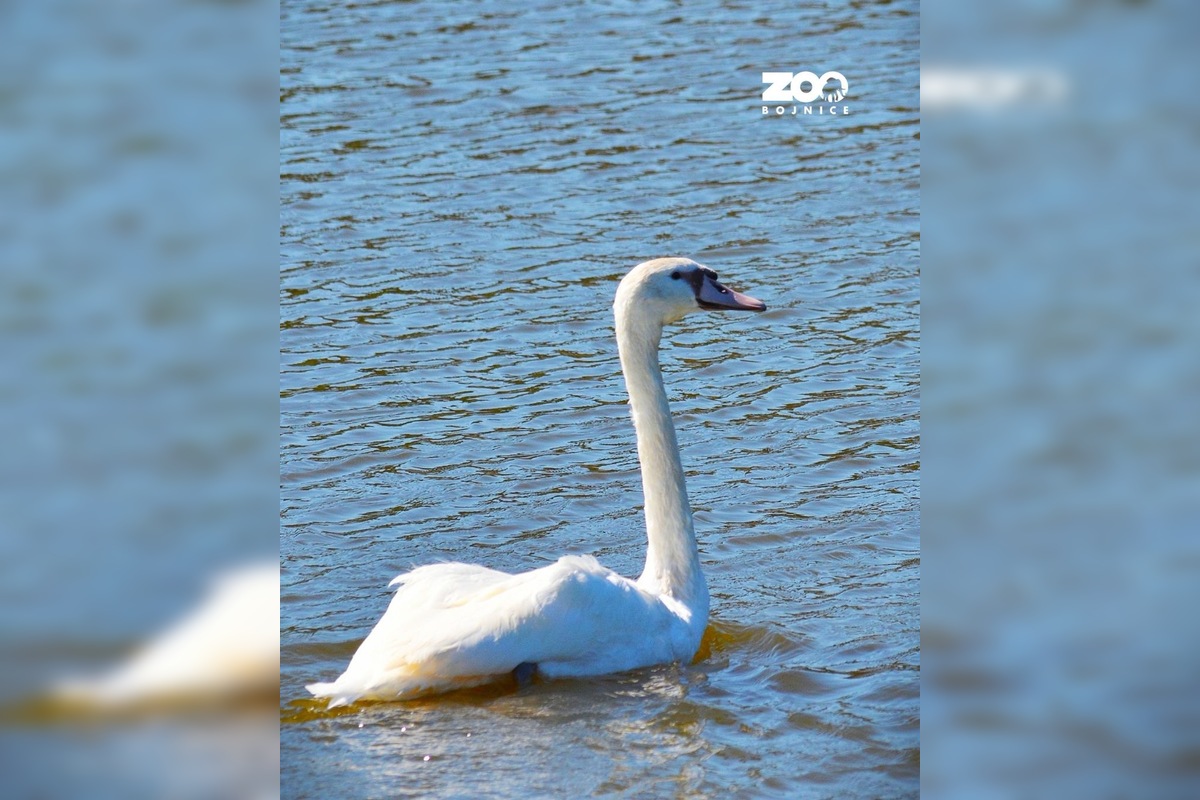 FOTO: Zoo Bojnice vypustila späť do prírody unikátnu labuť , foto 3