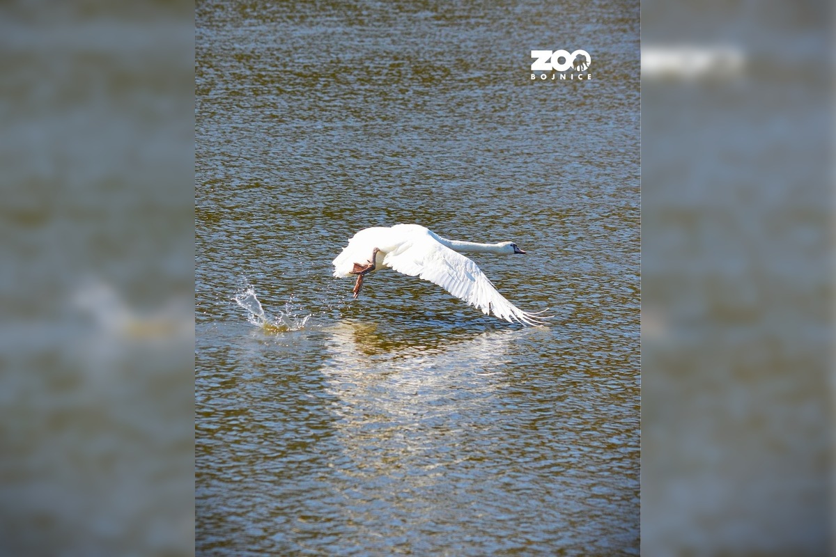 FOTO: Zoo Bojnice vypustila späť do prírody unikátnu labuť , foto 4