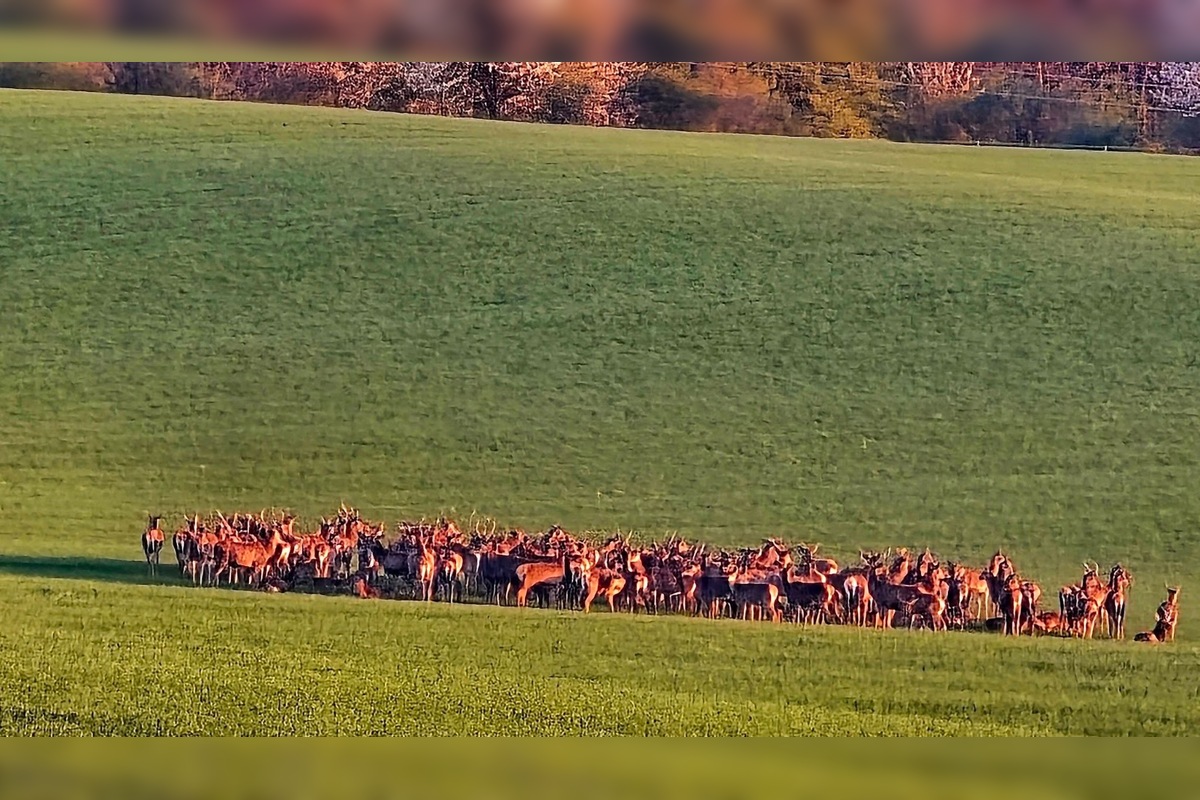 FOTO: Martin zachytil nad Trenčianskymi Stankovcami veľké stádo zveri, foto 1